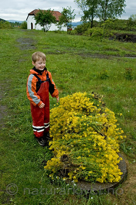 BB 05 0274 / Barbarea vulgaris / Vinterkarse